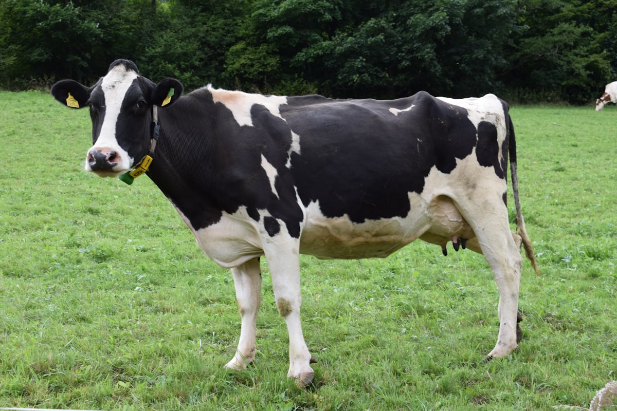 Healthy Cattle