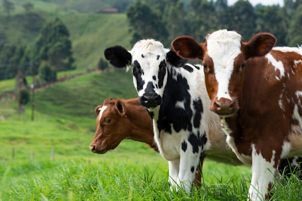 Livestock Studies
