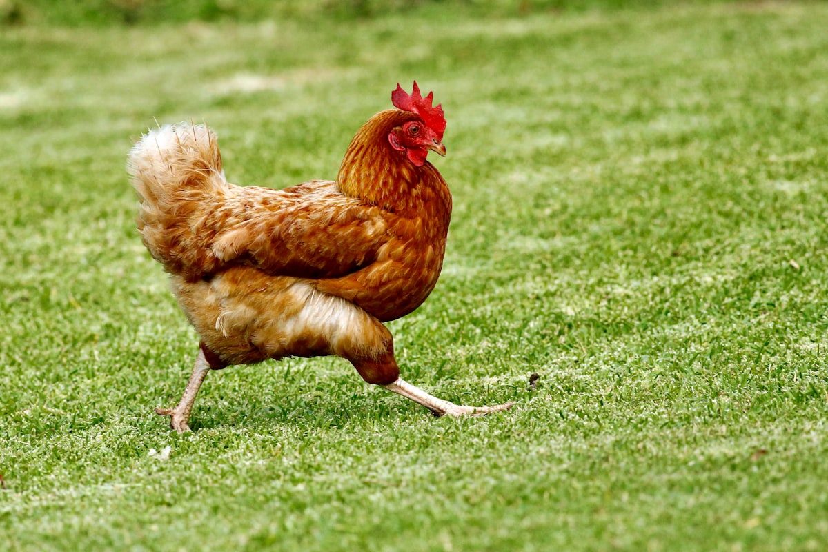 Healthy Poultry